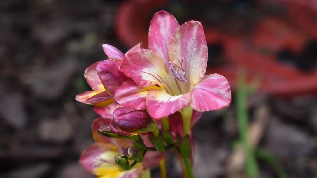Las flores pueden decir mucho sobre nuestra personalidad