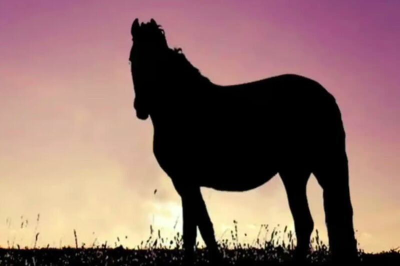 ¿Hacia dónde mira el caballo?