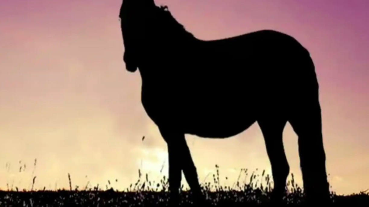 ¿Hacia dónde mira el caballo?