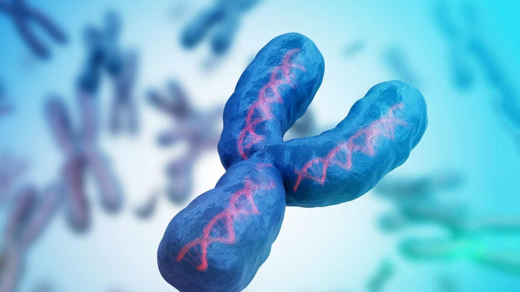 La mayoría de los mamíferos tienen un cromosoma X e Y similar al nuestro.