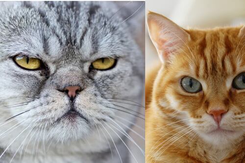 Nueva App ayuda a las personas a hablar con los gatos