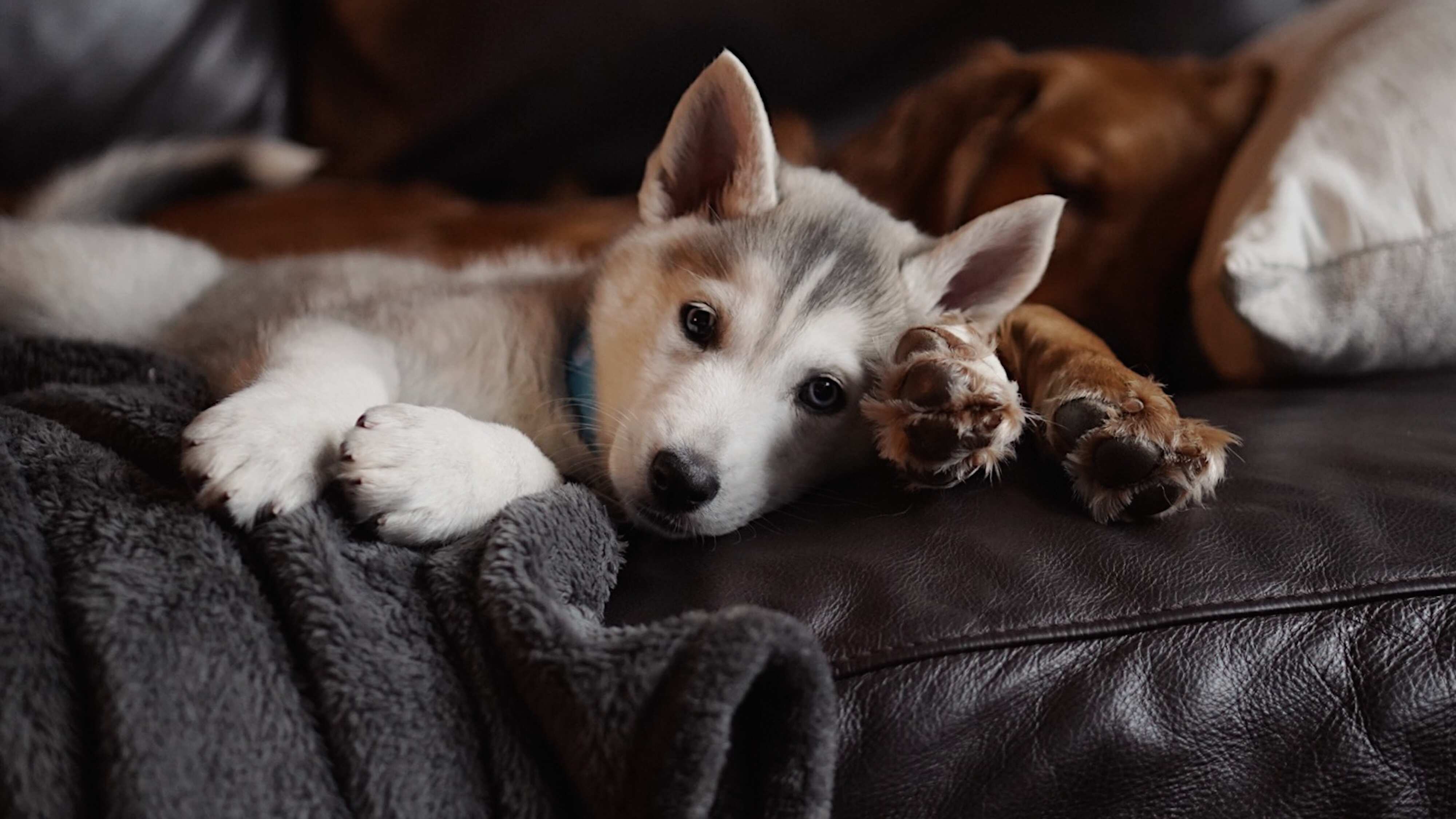 Mascotas pueden causar insomnio