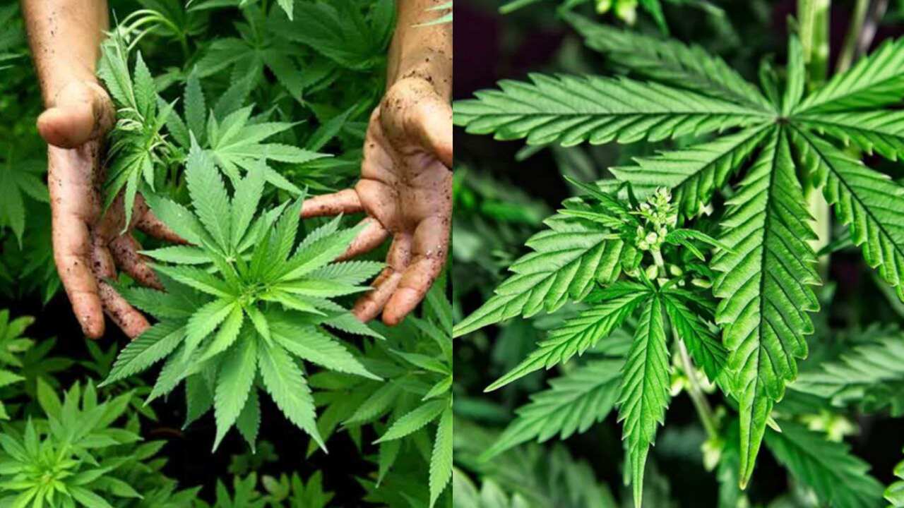 Alemania planea aprobar la legalización del Cannabis