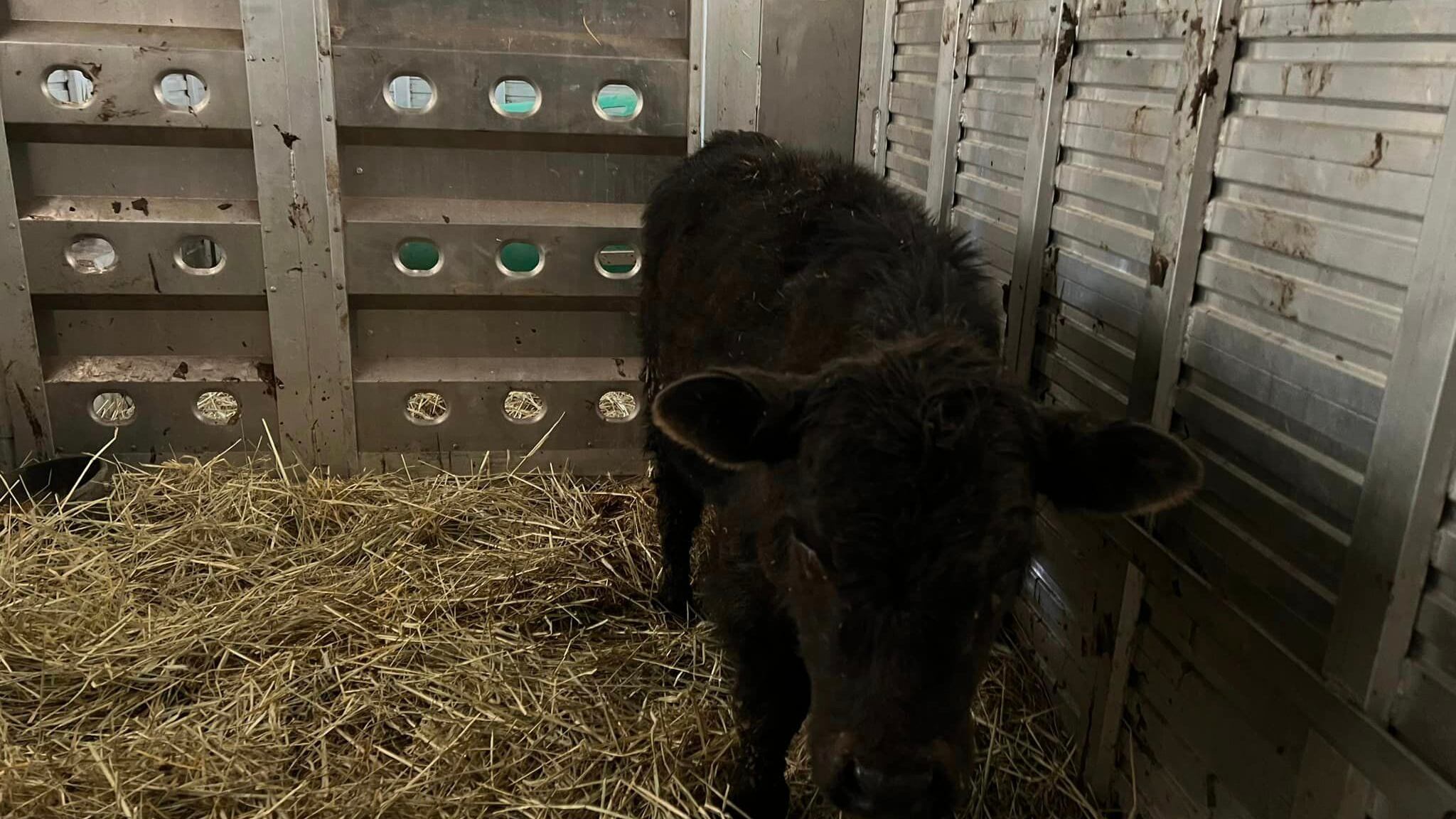 Stewie el ternero | Foto: Facebook