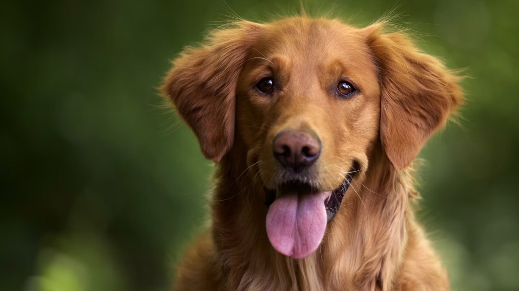 Las mascotas son muy especiales