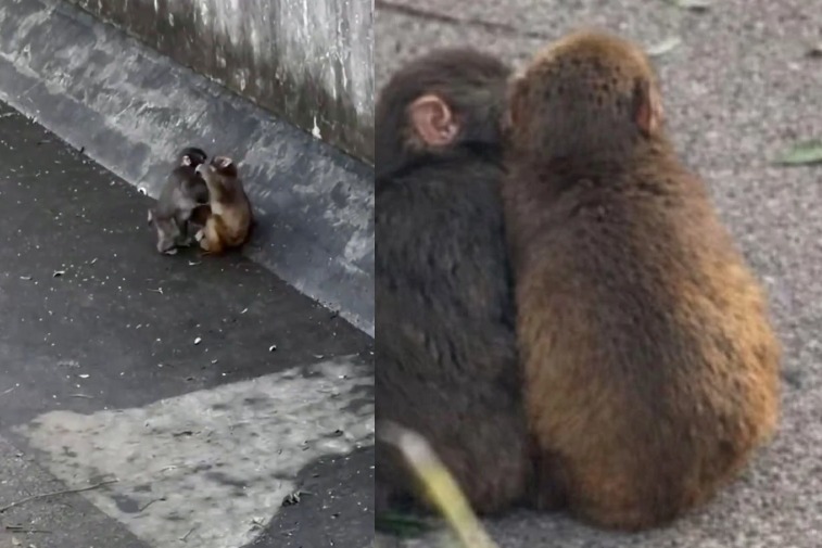 De la soledad al amor: Punch, el mono viral, ahora está enamorado