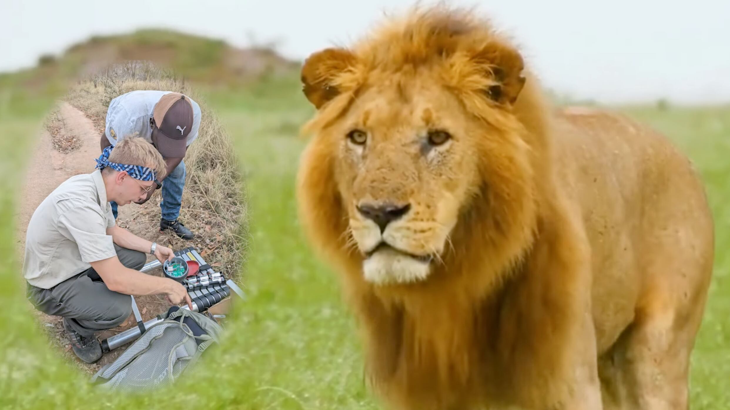 Investigadores de la Universidad de Exeter identificaron un rugido previamente desconocido en leones africanos, lo que abre una nueva vía para monitorear y proteger a estos felinos. Foto: WildCRU.