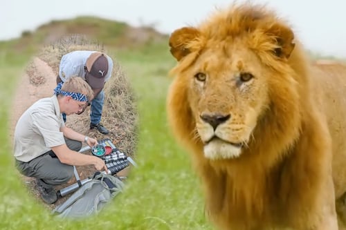 Descubren un nuevo tipo de rugido de león que podría transformar su conservación