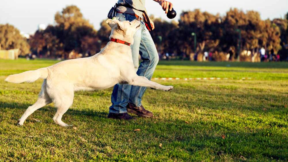 El entrenador generó polémica al decir que perro no adoptaría | Foto: Referencial