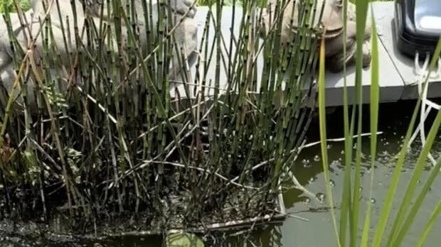 Descubre en dónde está la rana oculta.