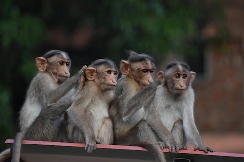 Alerta: más de 40 monos escapan de laboratorio en Carolina del Sur