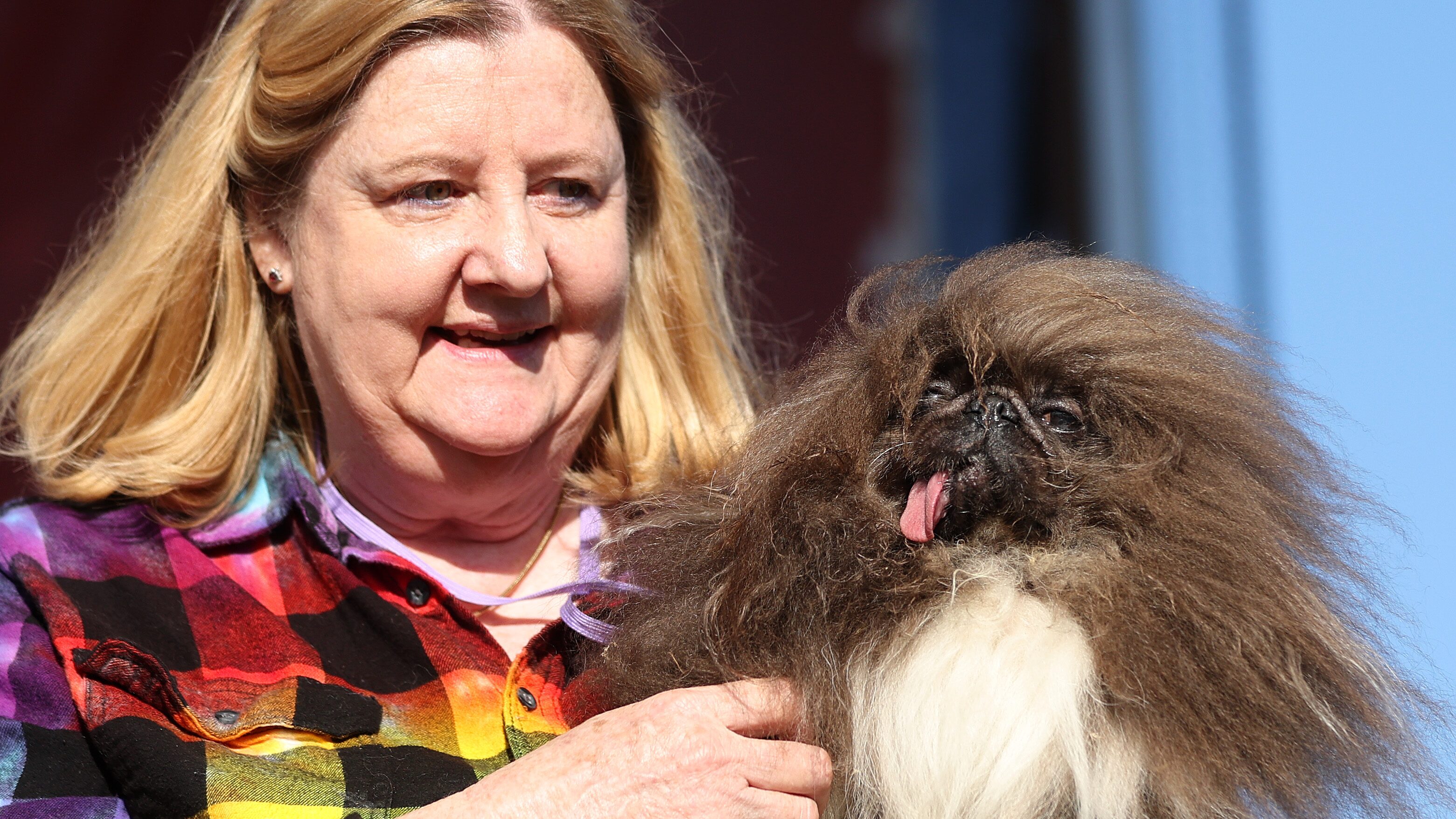 Concurso perro más feo del mundo