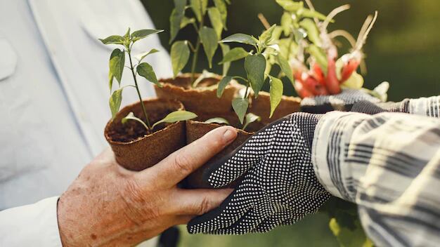 Los adultos mayores pueden hacer actividades como la jardinería para tener calidad de vida.