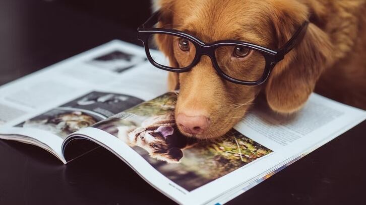 Los perritos virales son los más adorables