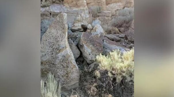 Encuentra el conejo oculto.