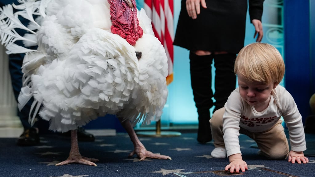 Pavos en el Día de Acción de Gracias