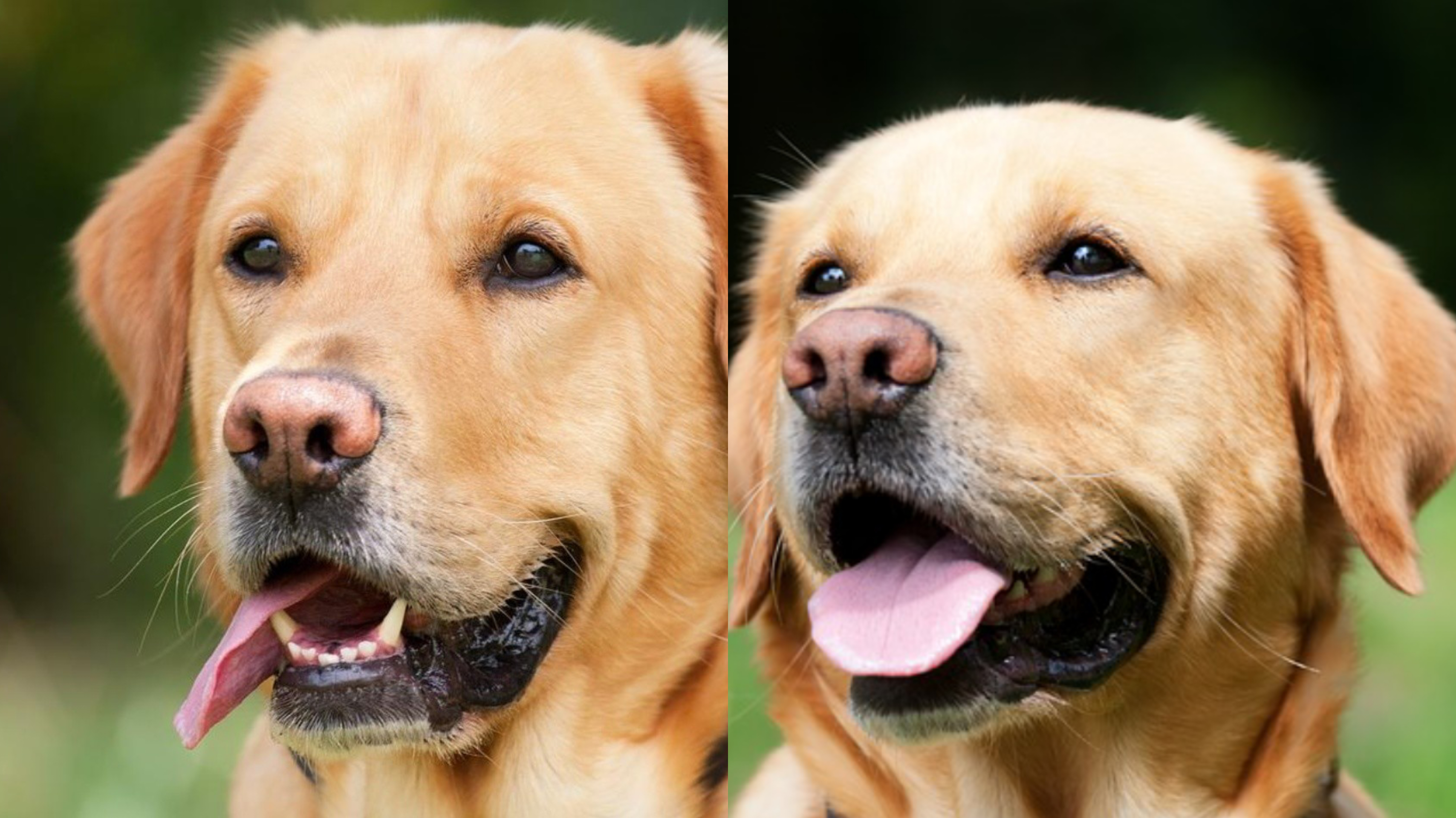 Labrador