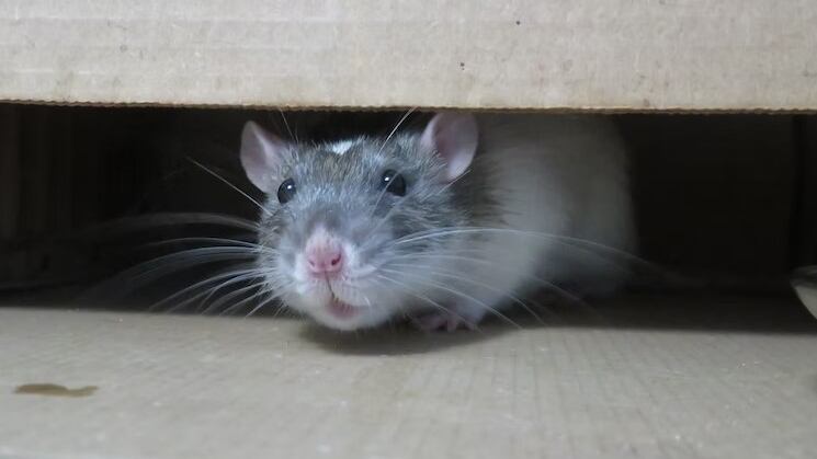Nadie espera encontrarse una rata en su mesa, mucho menos que caiga del techo