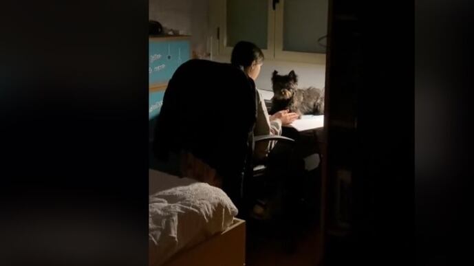 Nala es la fiel compañía de la chica mientras estudia de noche y se hace viral