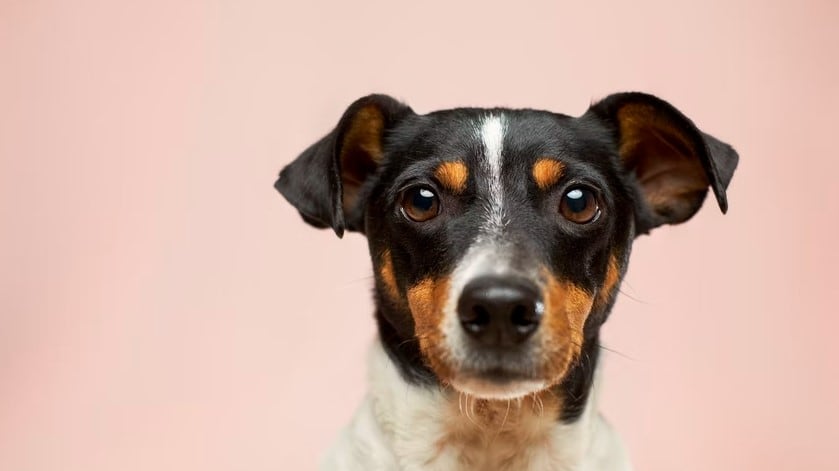 Mira este reto visual con perritos
