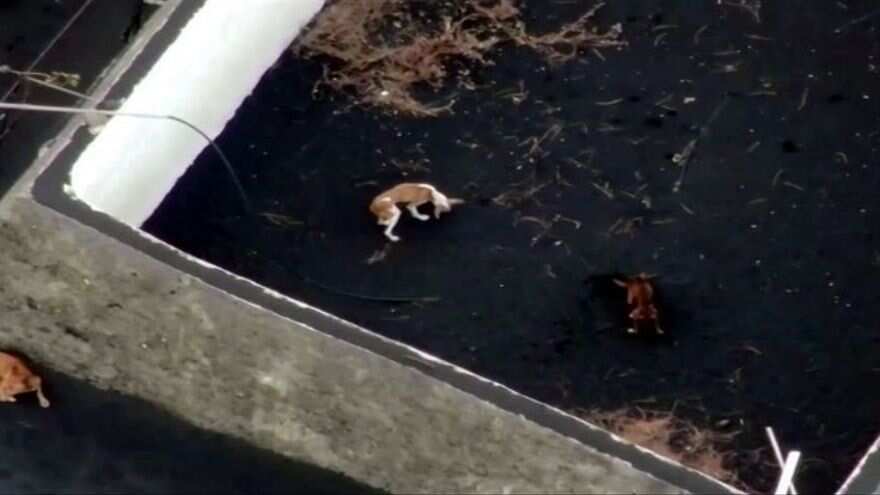 Volcán de La Palma, rescate de perritos