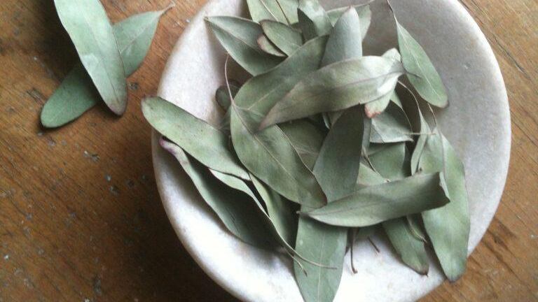 El eucalipto es una planta medicinal que se puede reemplazar por azúcar.