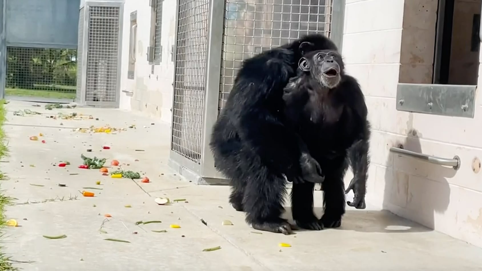 Chimpancé de 28 años, ve el cielo por primera vez