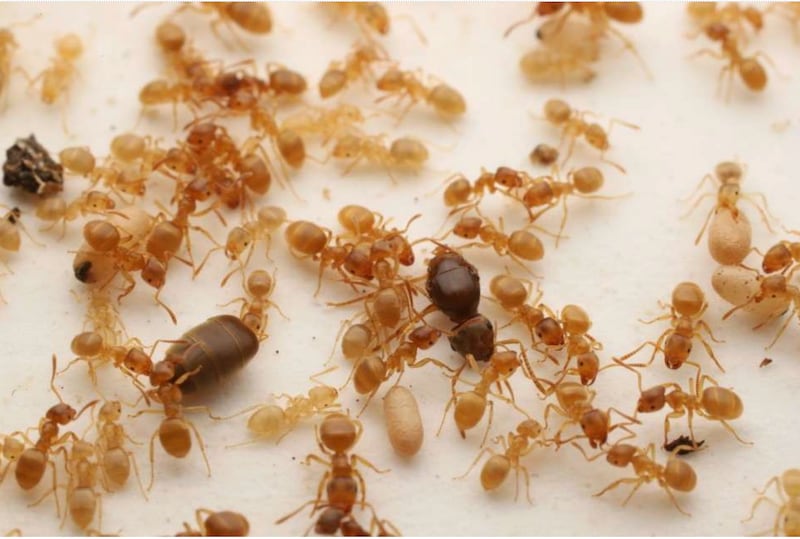 Investigadores de la Universidad de Kyushu han descubierto cómo ciertas hormigas reinas parásitas manipulan colonias enteras para cometer matricidio. Foto: Keizo Takasuka.