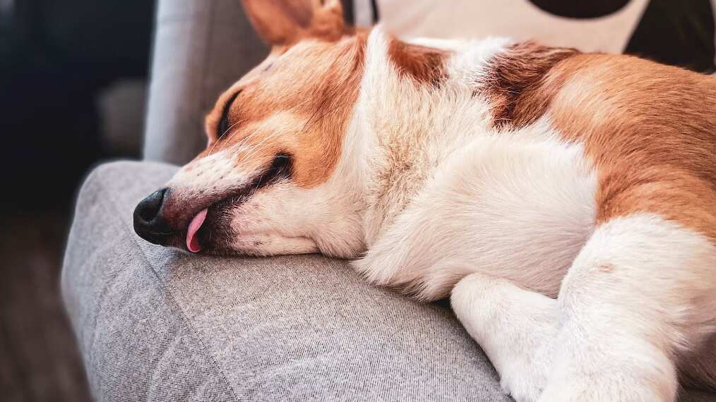 Son los más adorables cuando duermen