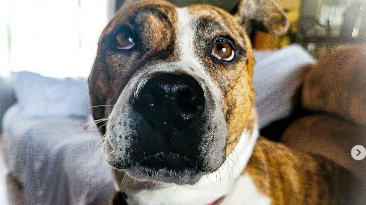 Una adorable historia feliz