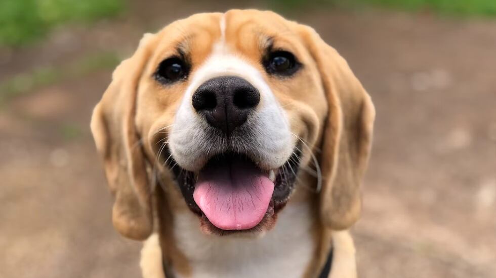 Este perrito probó su lealtad