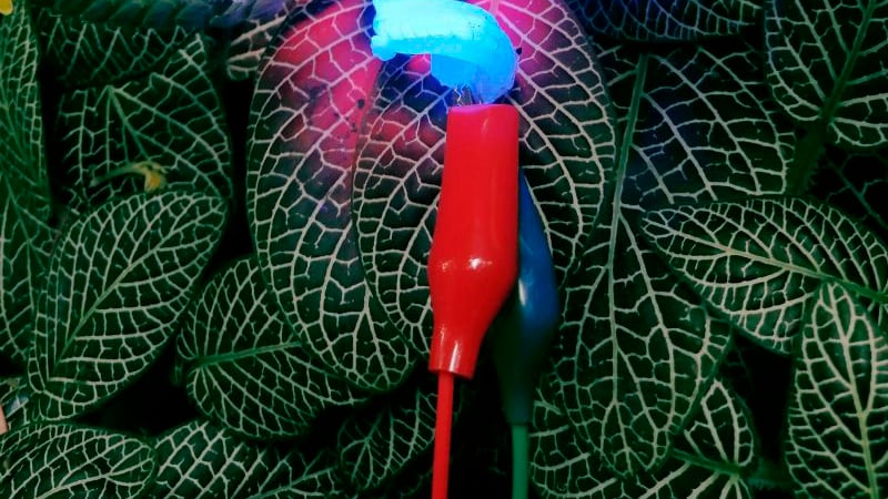 Este dispositivo utiliza plantas para generar energía