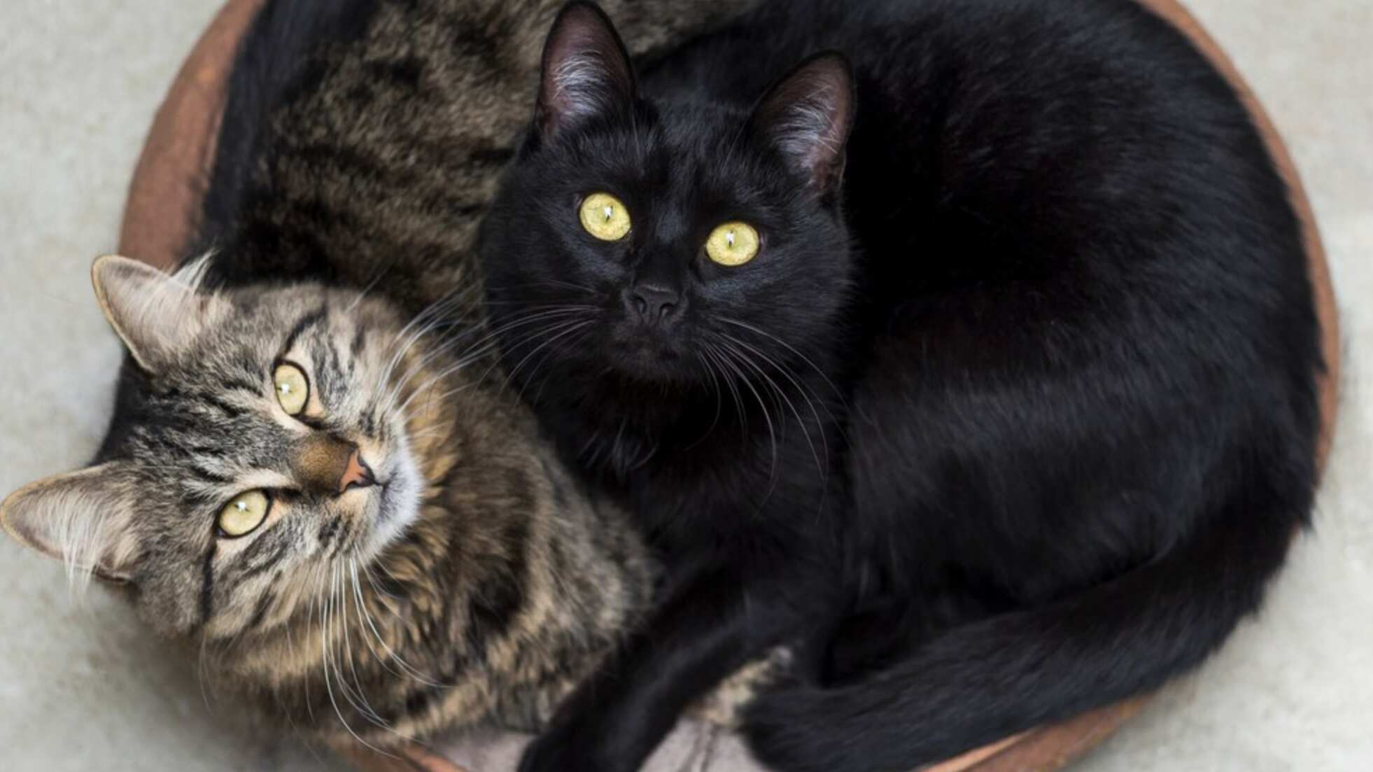 Las mascotas también son parte de nuestra familia