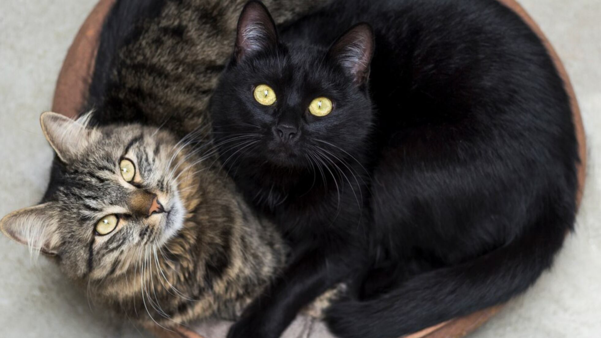 Las mascotas también son parte de nuestra familia