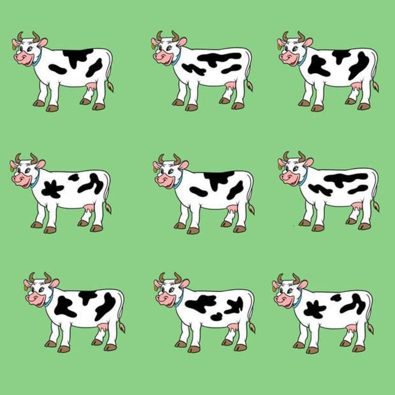 Localiza la vaca diferente.
