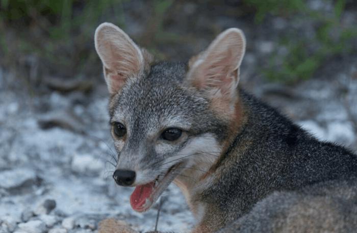 Investigadores lograron obtener las primeras fotografías en más de 20 años del zorro enano de Cozumel, uno de los cánidos más raros del planeta. Foto: Rafael Chacón.