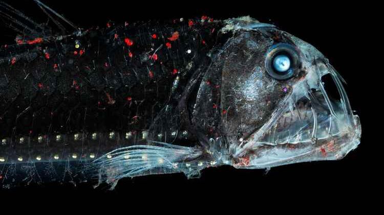 Cerca de 30 cm de largo mide el pez víbora.