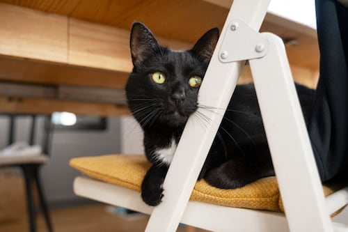 Cómo hacer para que tu gato deje de arañar los muebles
