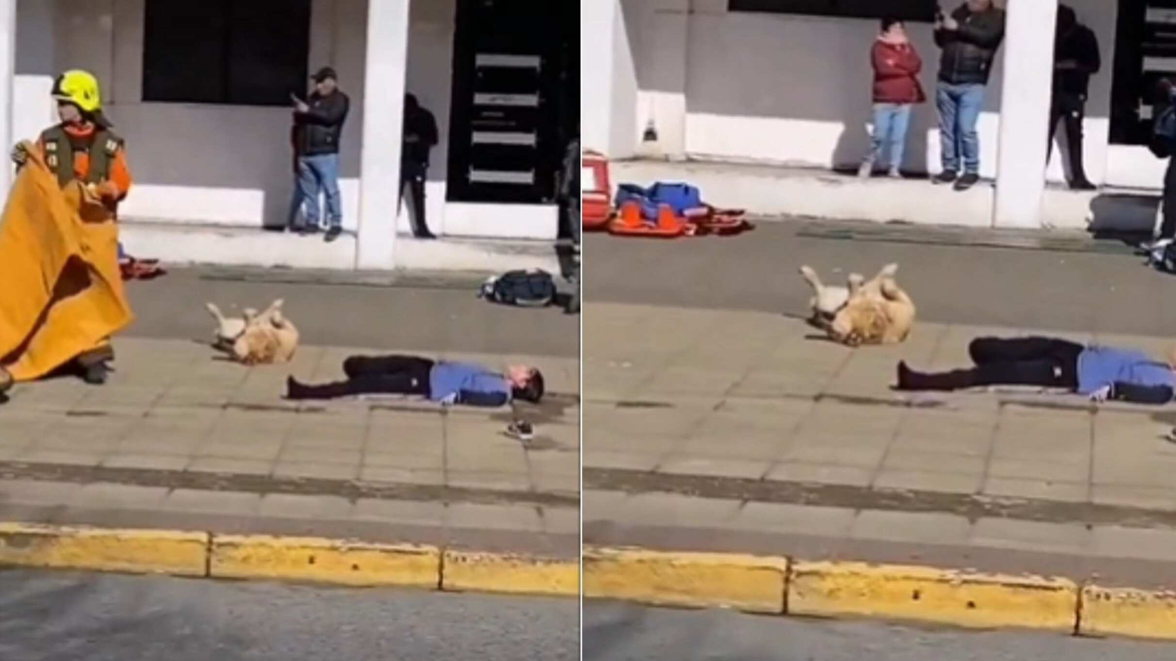 El perrito más adorable