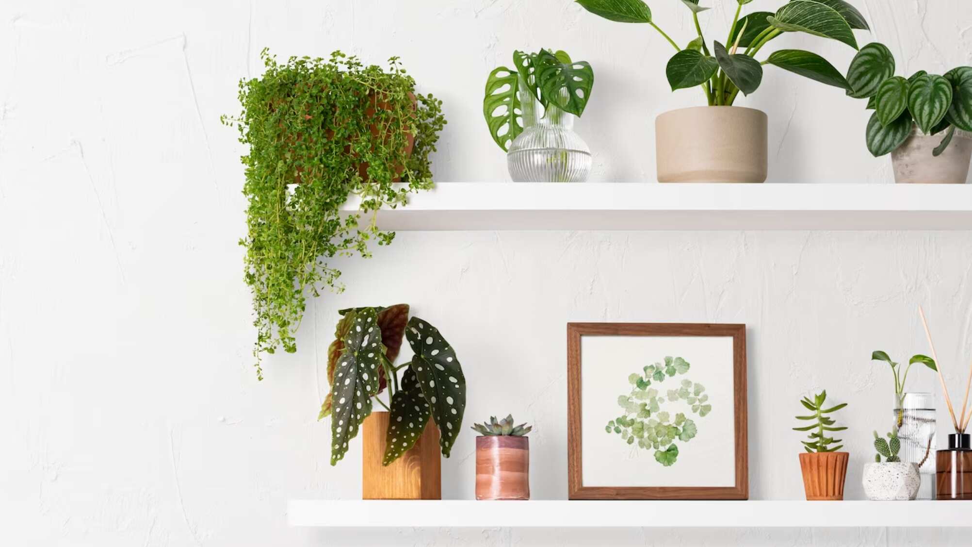 Las plantas aportan energía a los espacios