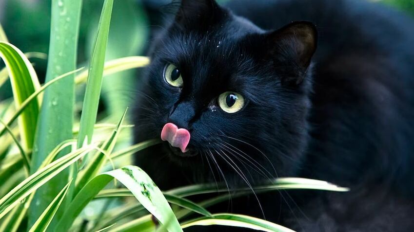 Son una gran compañía