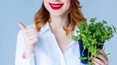 El té de orégano ayuda a adelgazar de manera mas rápida