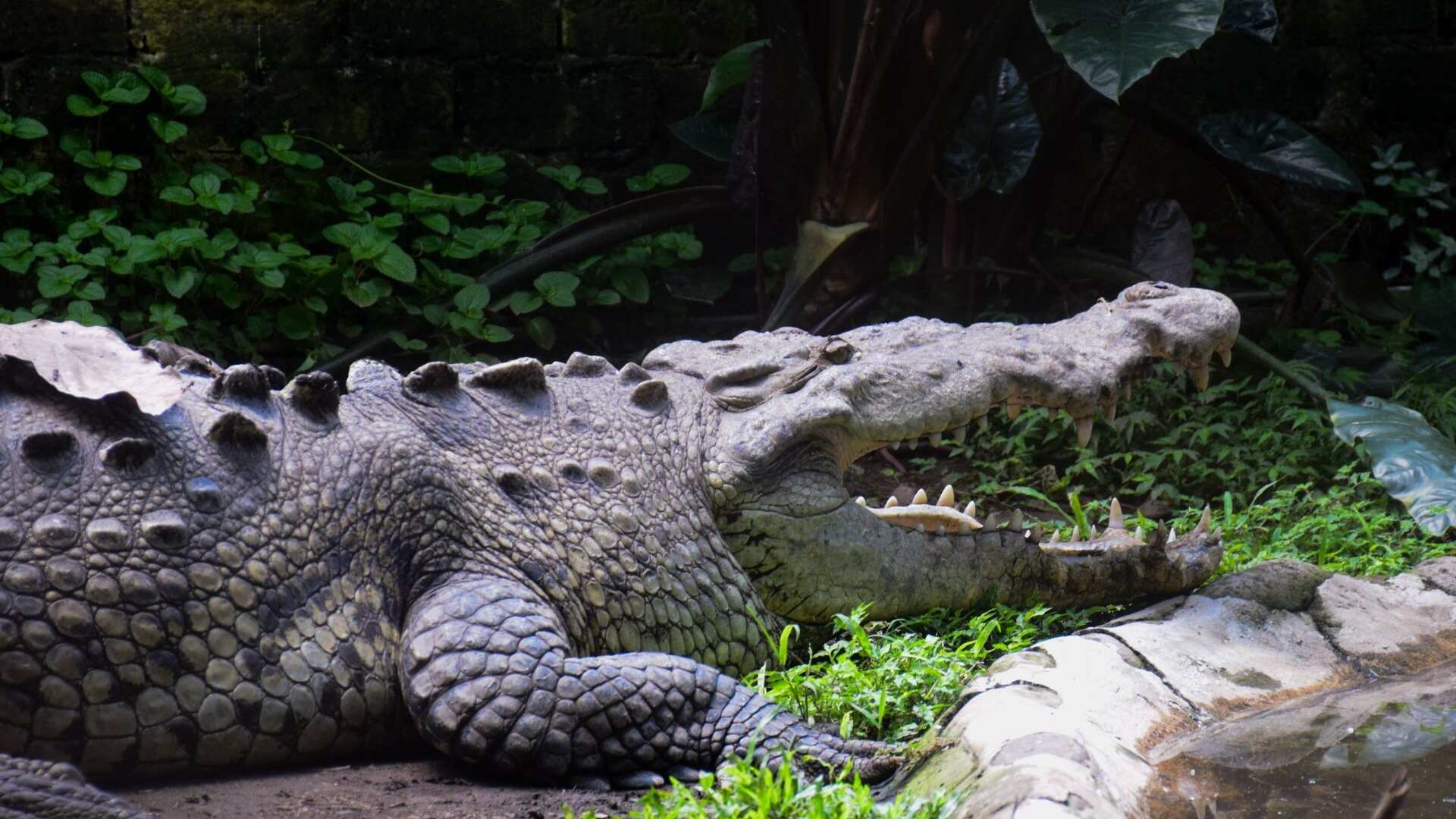 Ataque de cocodrilo en Tampico: hombre pierde la vida Laguna del Carpintero