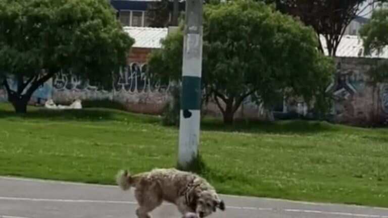 Está totalmente entrenado