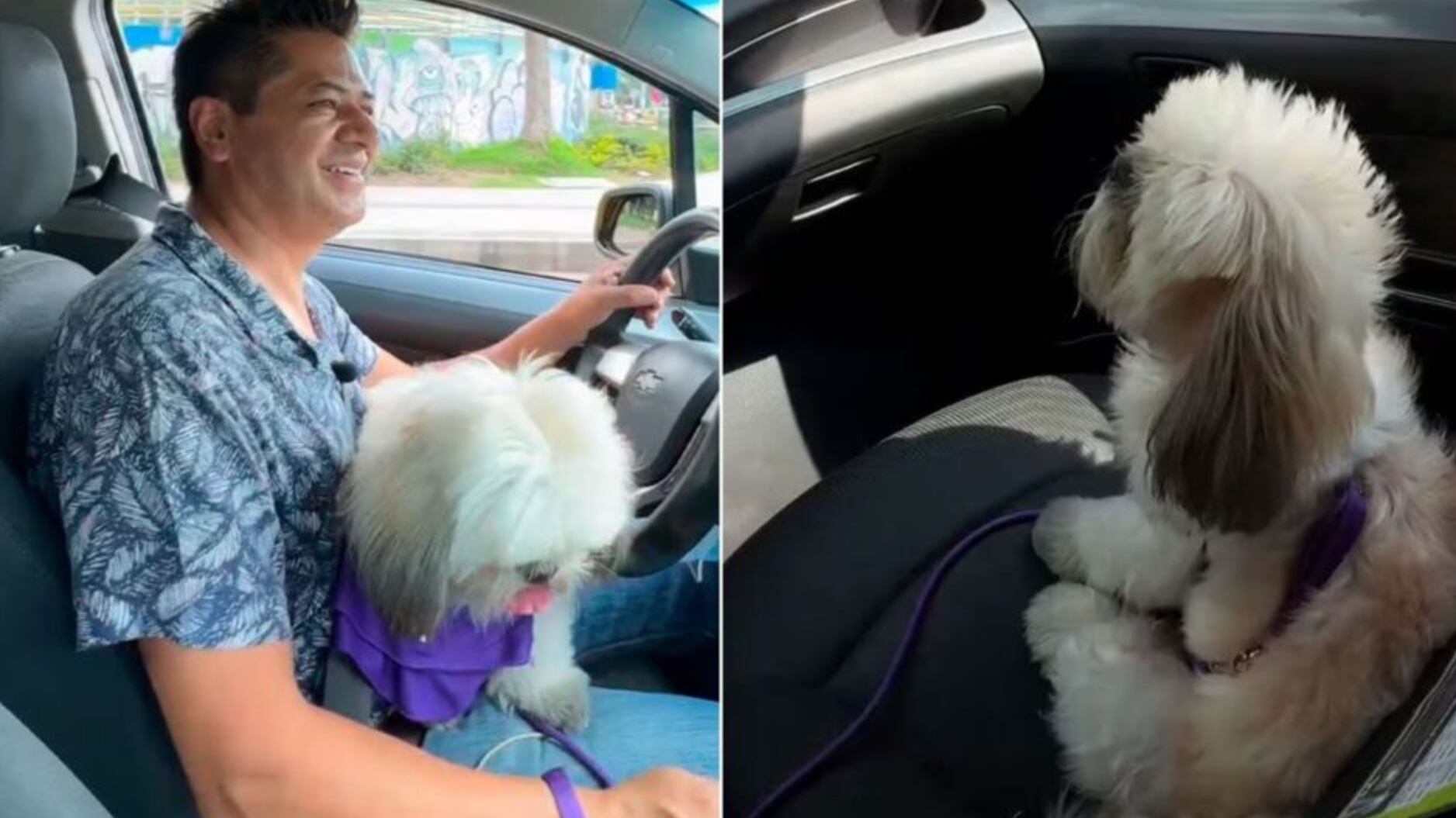 Los perros siempre son la mejor compañía