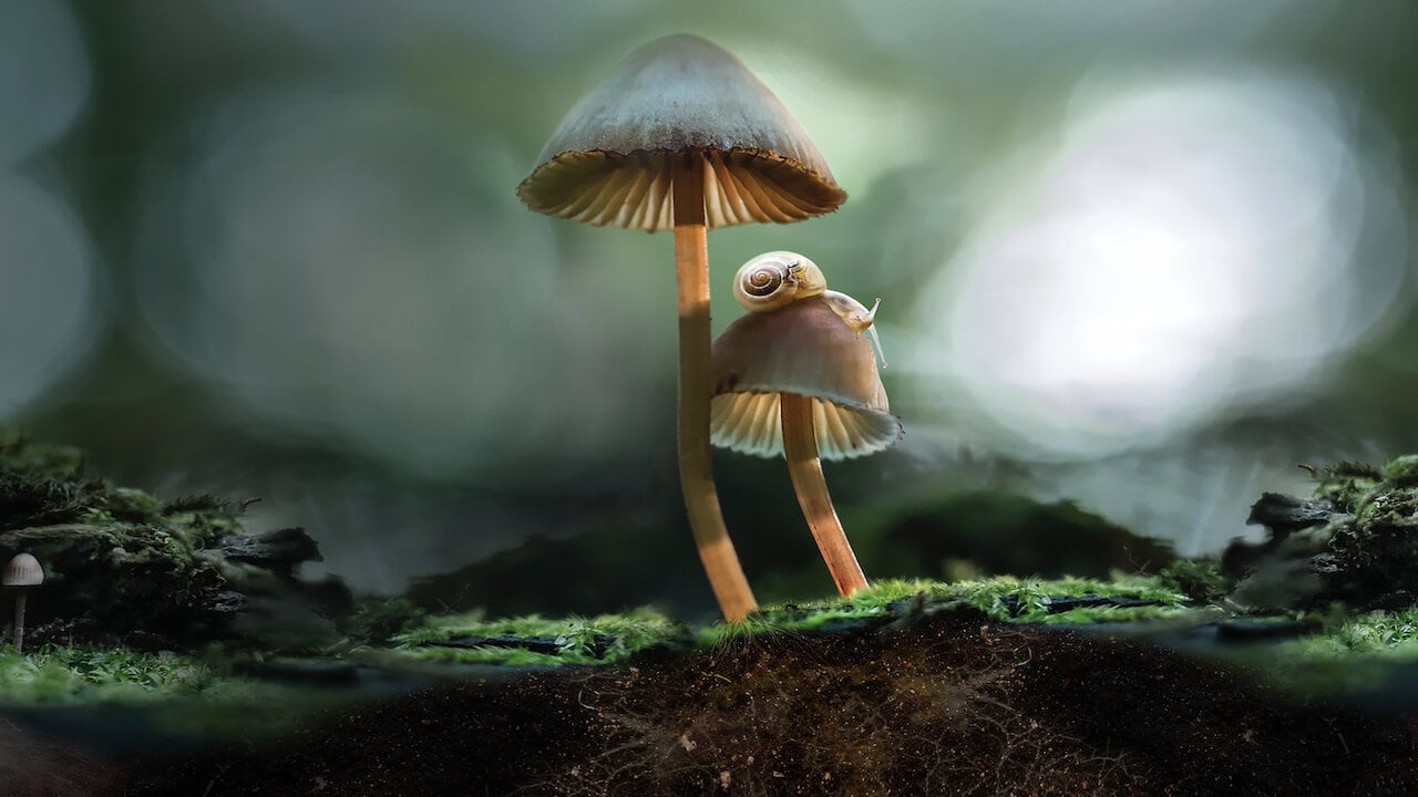 Fantastic Fungi está disponible en Netflix.