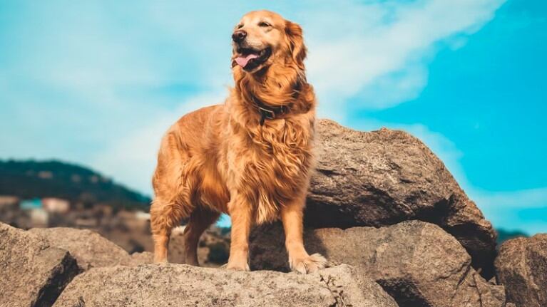 Son también las razas más juguetonas