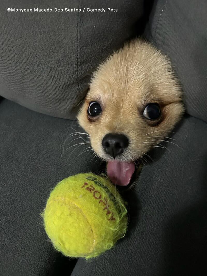 ¿Es una foca o un perro?