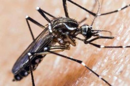 Confirman caso de dengue en Región de Coquimbo: hay otros dos sospechosos en observación