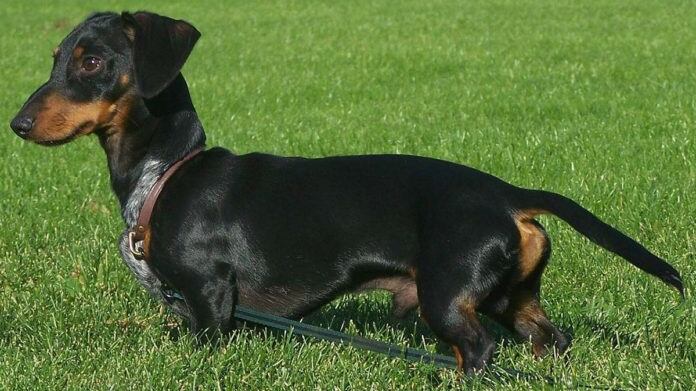 Perros Salchichas eran utilizados en la Antigua Roma | Foto: Referencial